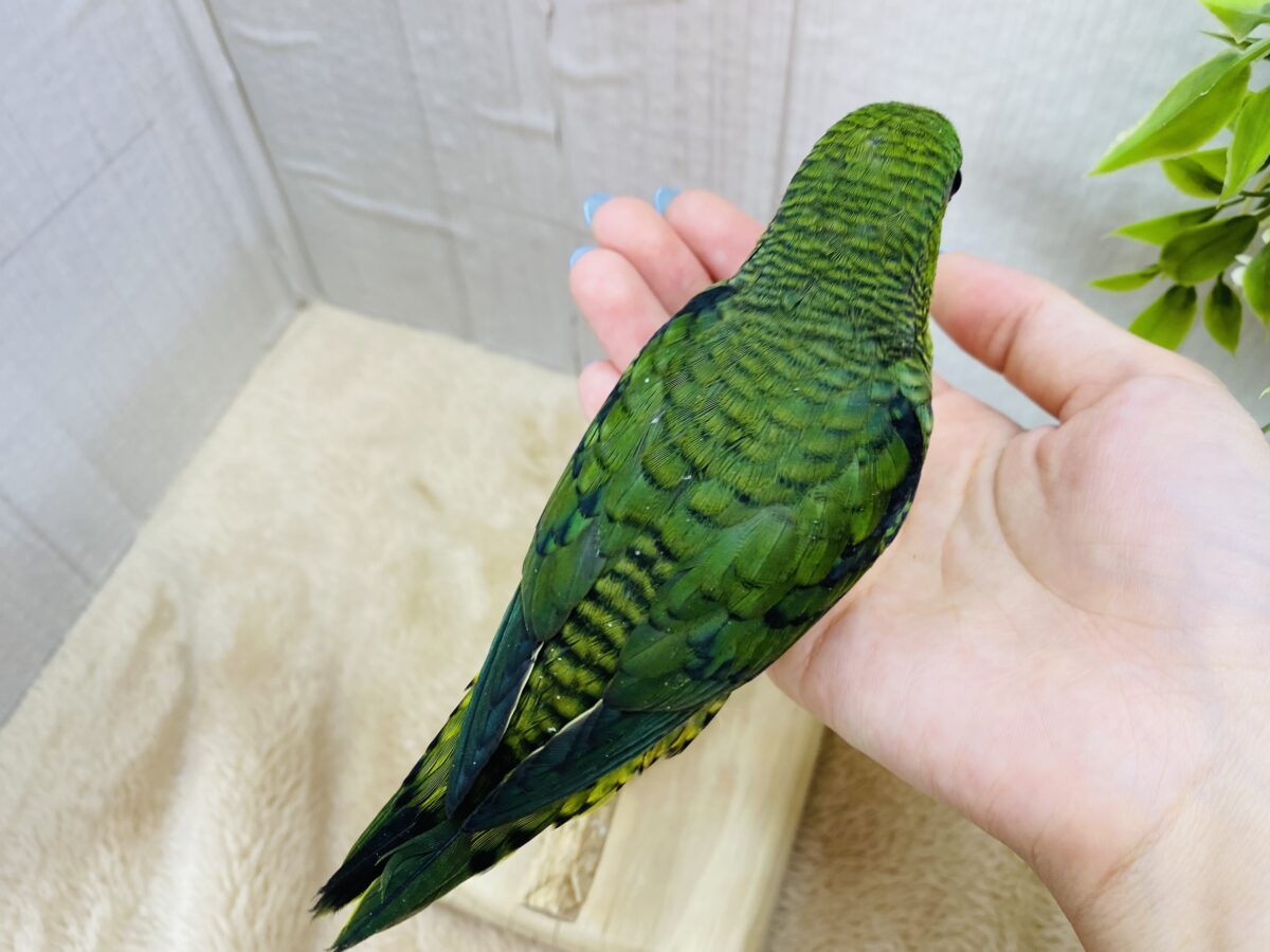 サザナミインコ