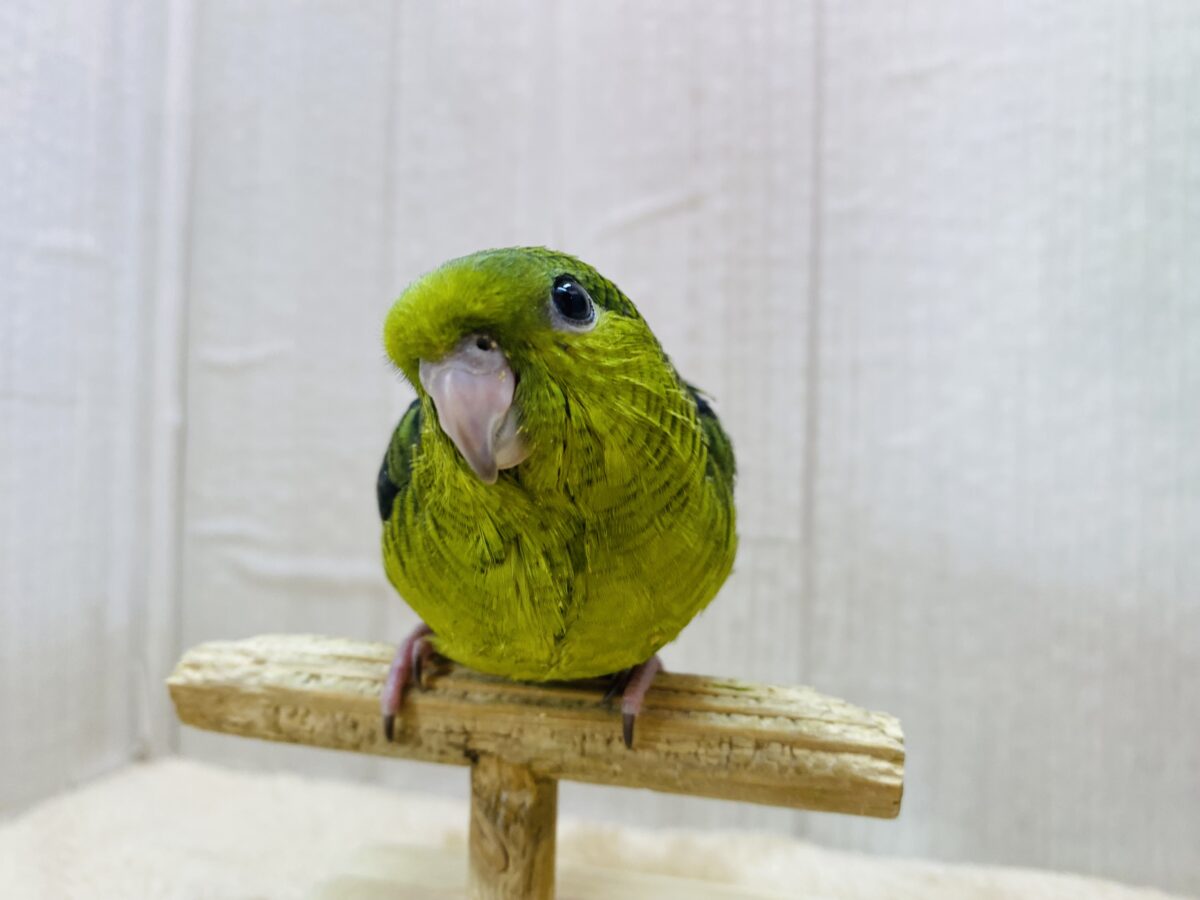サザナミインコ