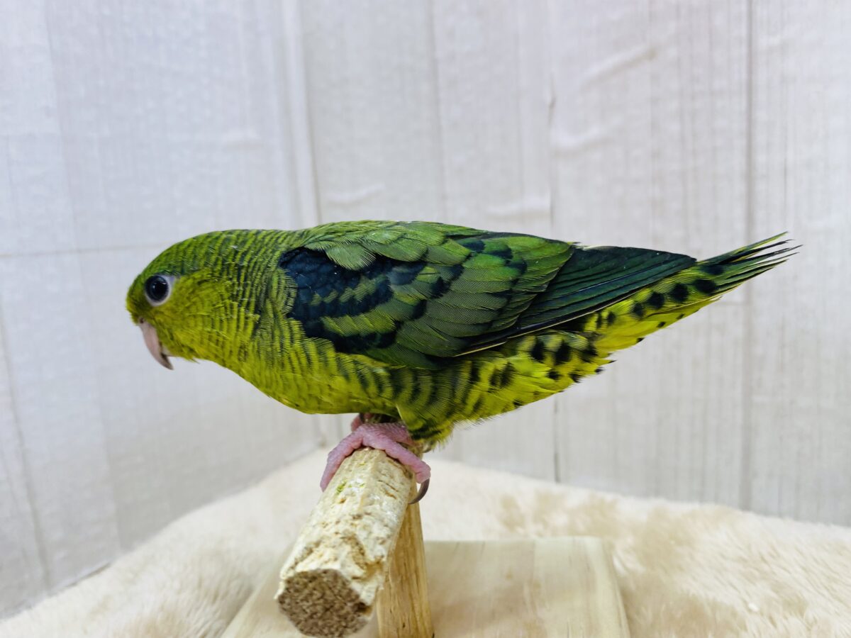 サザナミインコ