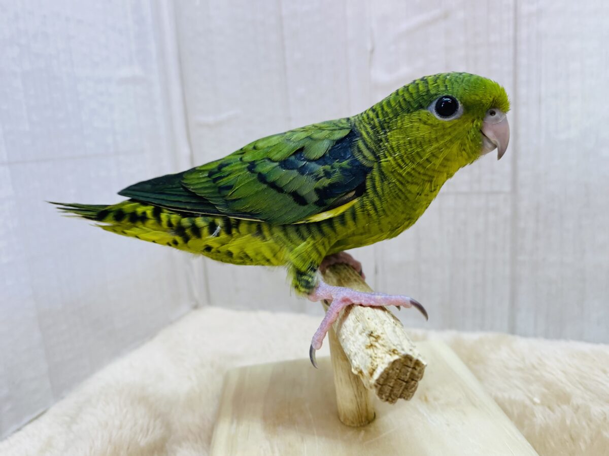 サザナミインコ