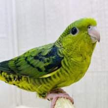 最新画像有ります⭐️心の癒しグリーン🍀メロメロ注意‼️サザナミインコ（ノーマル）