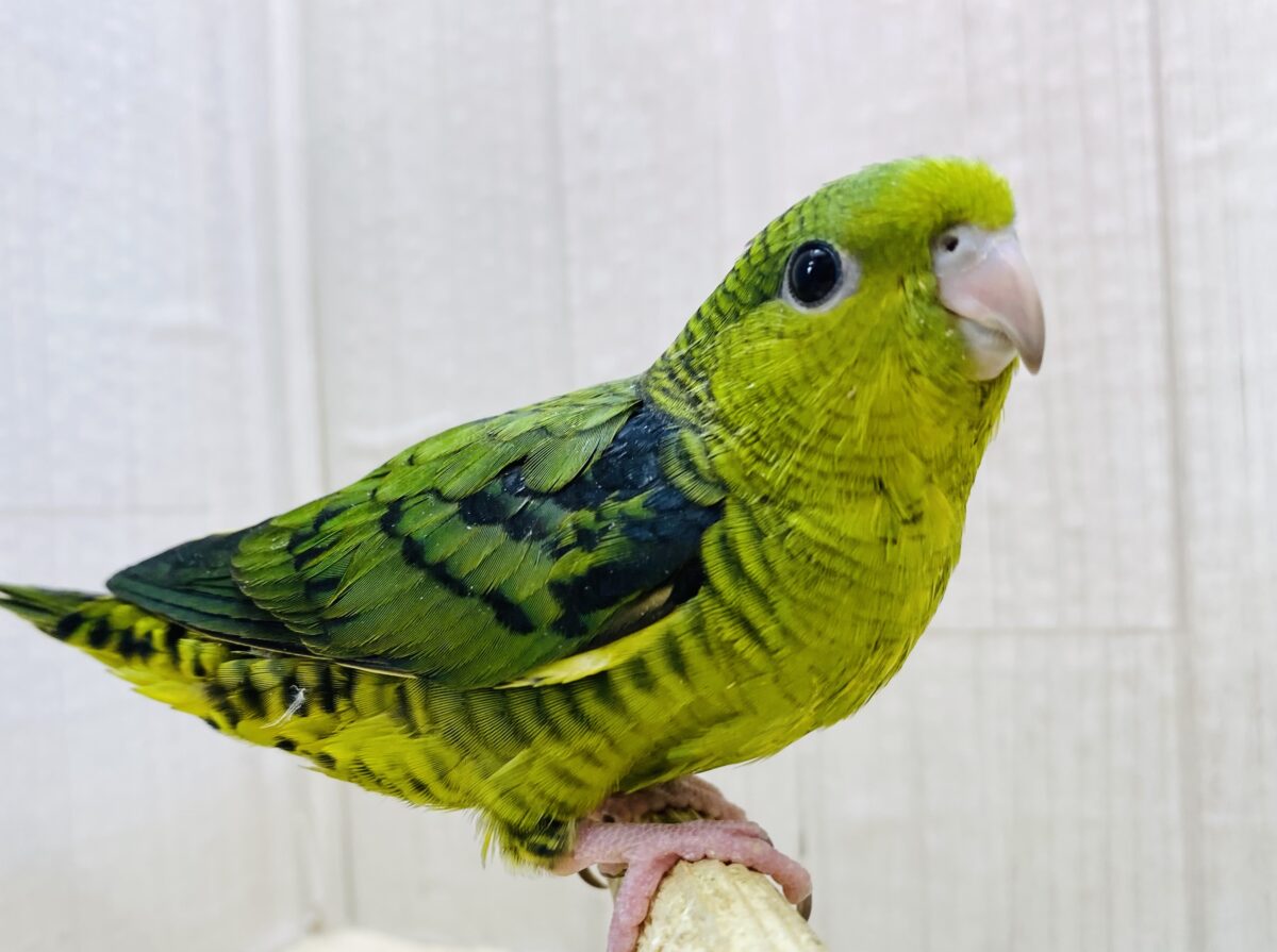 最新画像有ります⭐️心の癒しグリーン🍀メロメロ注意‼️サザナミインコ（ノーマル）