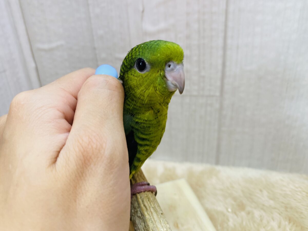 サザナミインコ