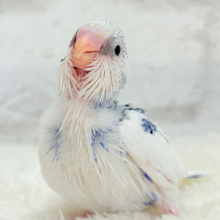 綿雲ちゃんの成長が楽しみ♡セキセイインコ(パイド) ヒナ