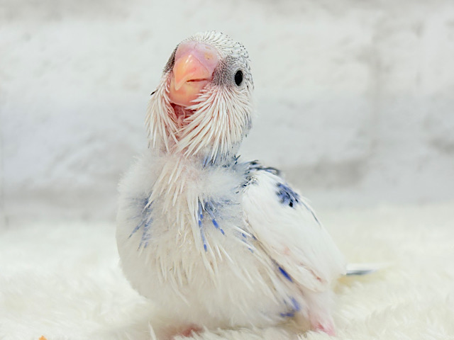 綿雲ちゃんの成長が楽しみ♡セキセイインコ(パイド) ヒナ