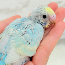 キャンディポップなわたあめカラー🐣🍭セキセイインコ(パステルレインボー) ヒナ