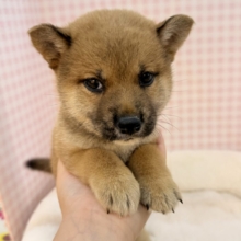 柴犬の女の子が来ました☺️