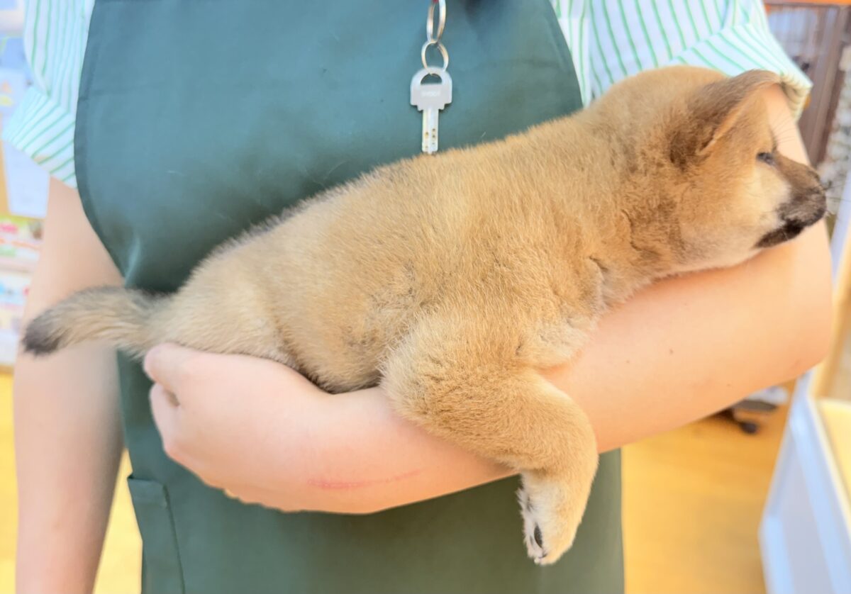 柴犬の女の子が来ました☺️ 柴犬