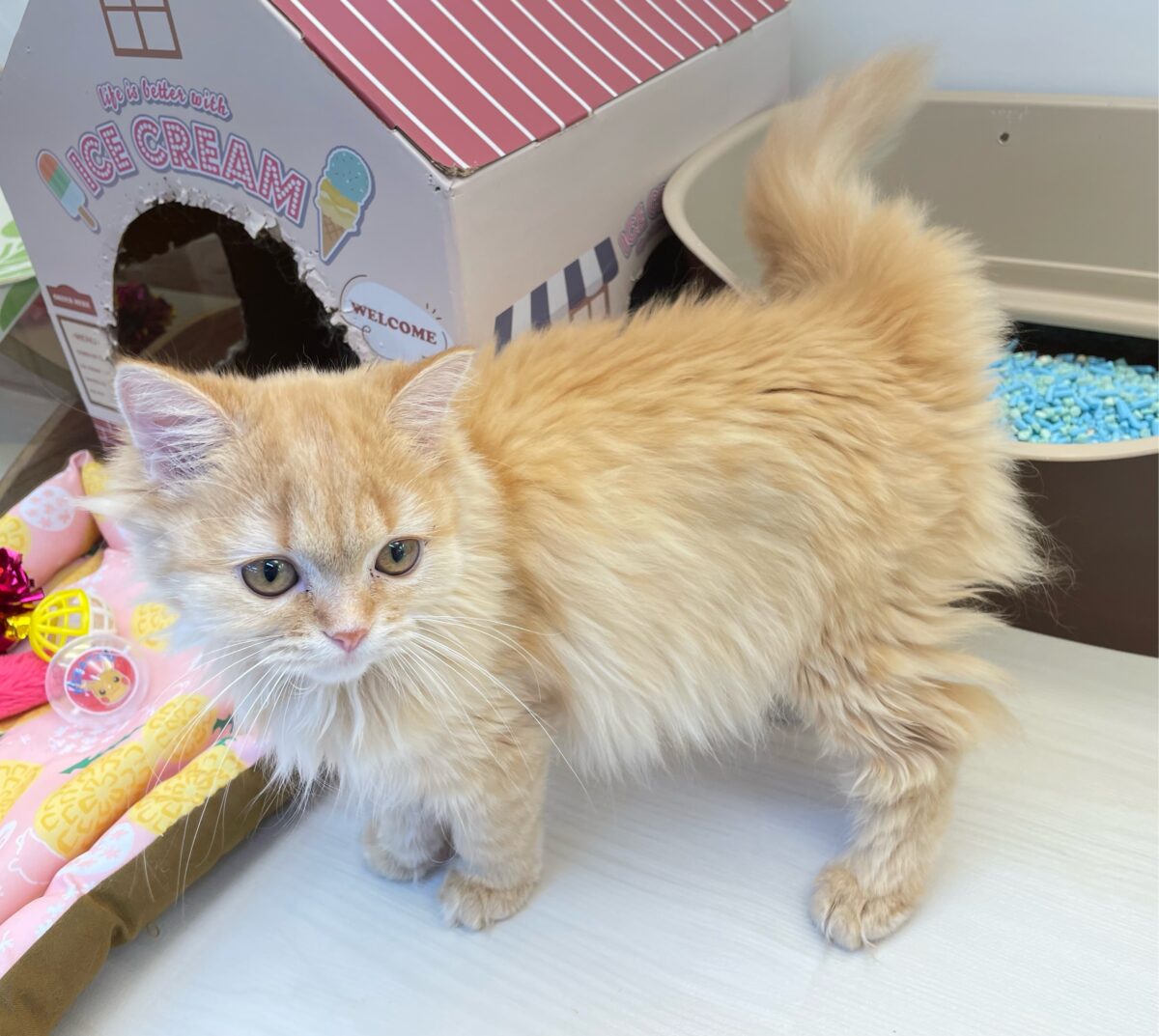 ✨スリスリするにゃ〜✨マンチカン(レッドタビー)❤️女の子❤️2026年4月2日生まれ マンチカン