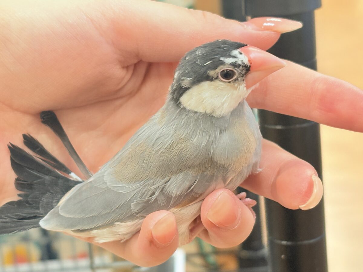 【最新画像更新🪄︎︎✨】すくすく成長中✨桜文鳥ちゃん 桜文鳥