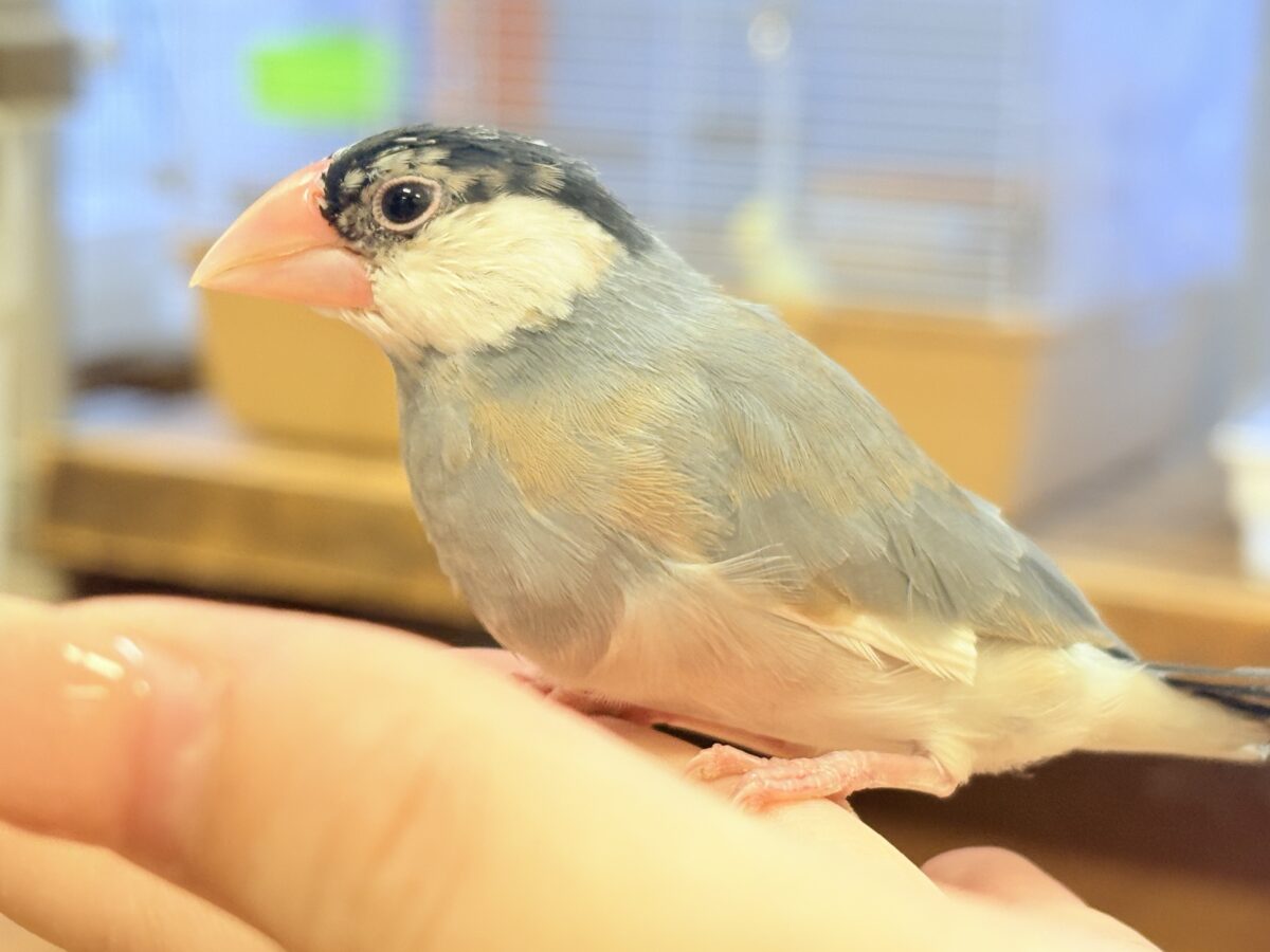 【最新画像更新🪄︎︎✨】すくすく成長中✨桜文鳥ちゃん 桜文鳥
