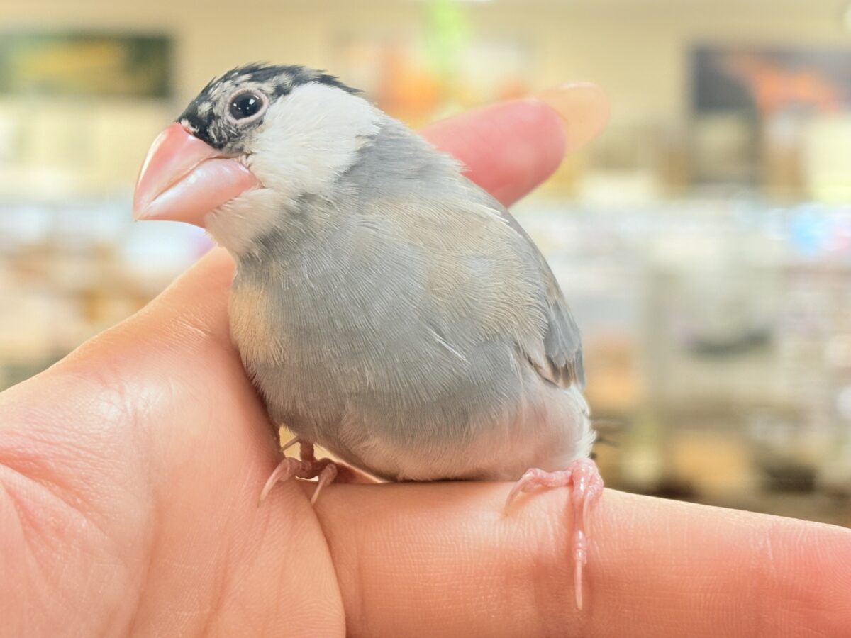 【最新画像更新🪄︎︎✨】すくすく成長中✨桜文鳥ちゃん 桜文鳥