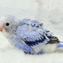 ベビーフェイスに胸きゅんきゅん♡セキセイインコ(オパーリン) ヒナ