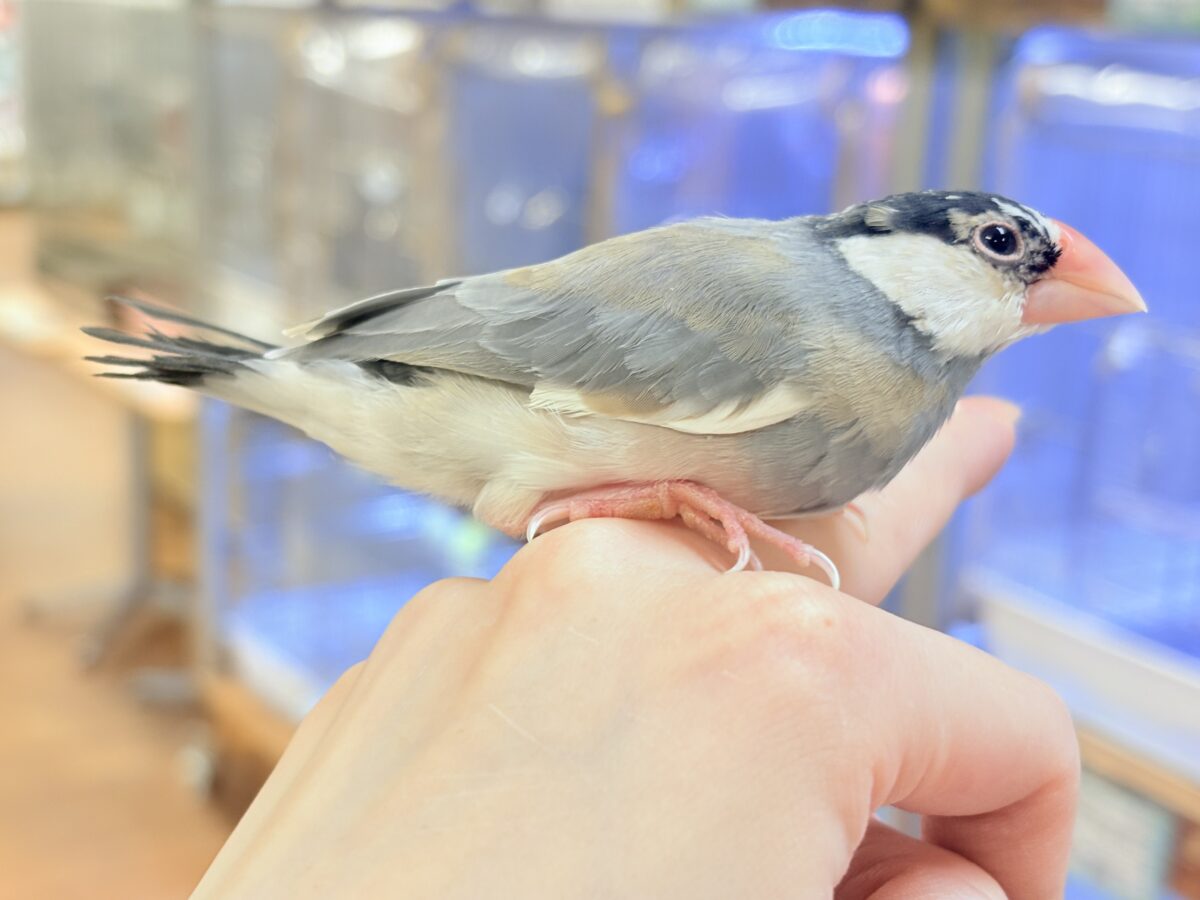 【最新画像更新🪄︎︎✨】すくすく成長中✨桜文鳥ちゃん 桜文鳥