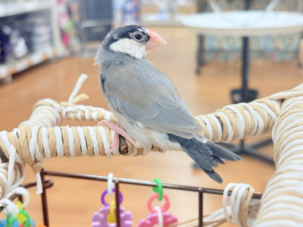 【最新画像更新🪄︎︎✨】すくすく成長中✨桜文鳥ちゃん 桜文鳥