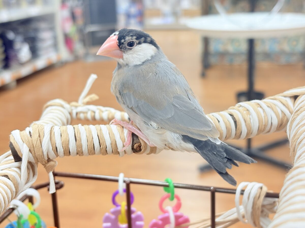 【最新画像更新🪄︎︎✨】すくすく成長中✨桜文鳥ちゃん 桜文鳥