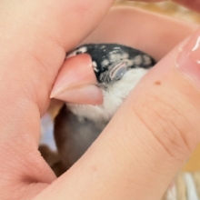 【最新画像更新🪄︎︎✨】すくすく成長中✨桜文鳥ちゃん