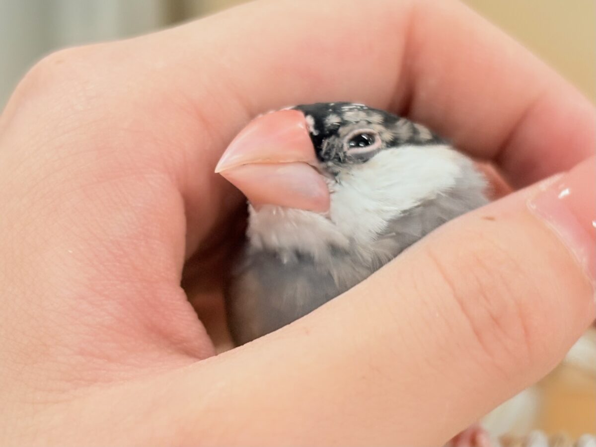【最新画像更新🪄︎︎✨】すくすく成長中✨桜文鳥ちゃん 桜文鳥