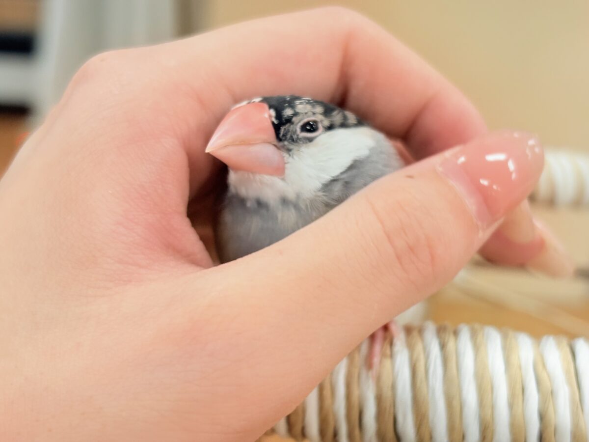 【最新画像更新🪄︎︎✨】すくすく成長中✨桜文鳥ちゃん 桜文鳥