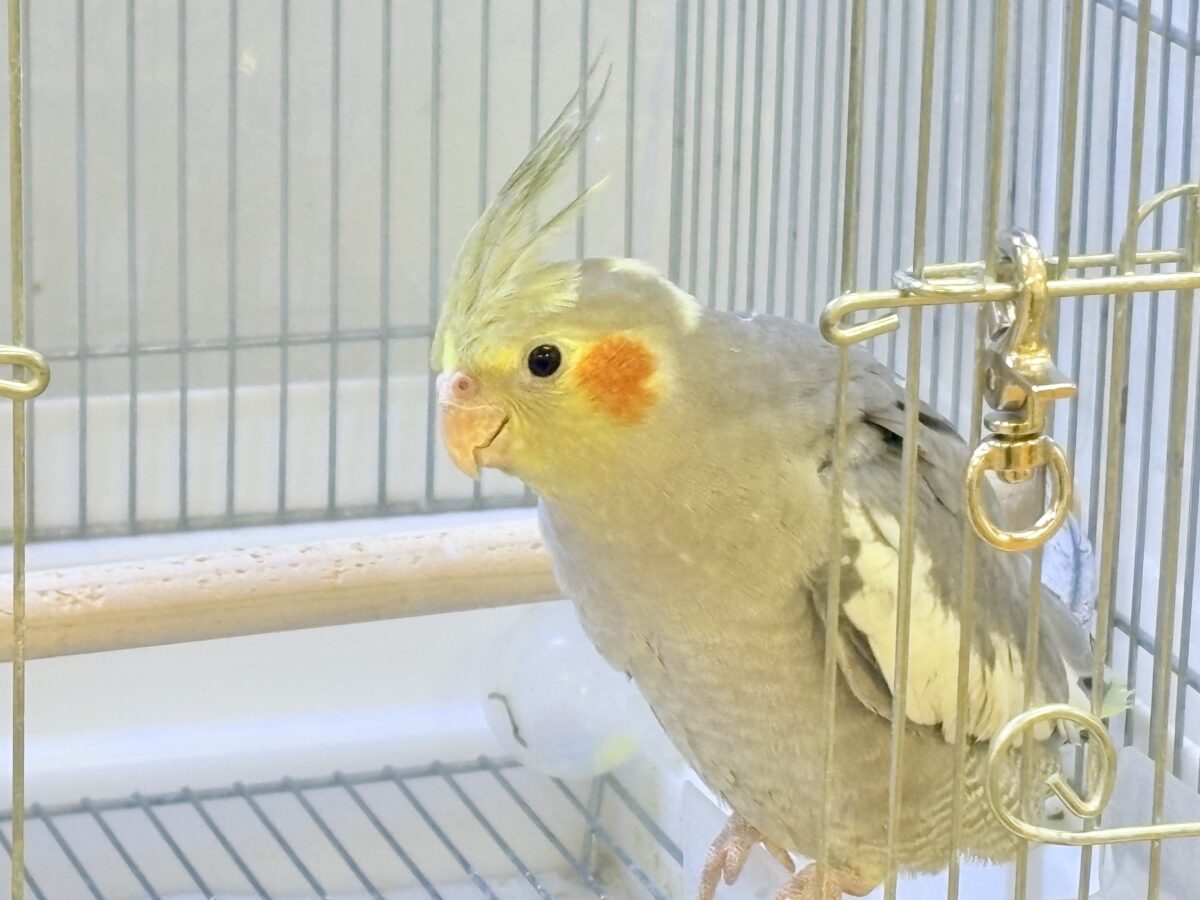 オカメインコ