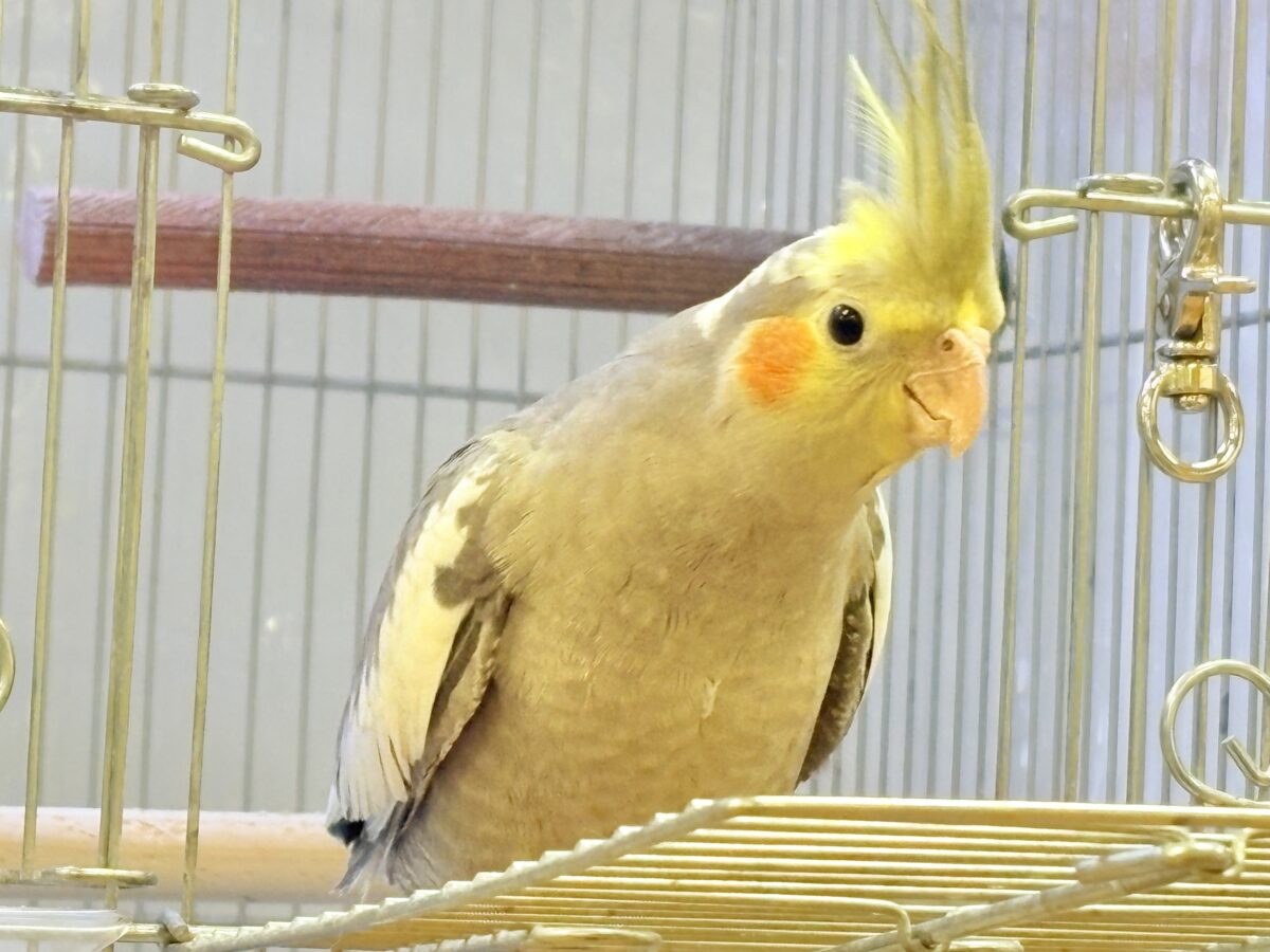 オカメインコ