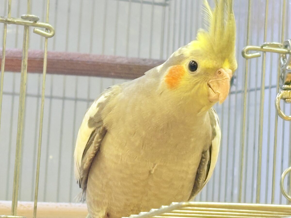 オカメインコ