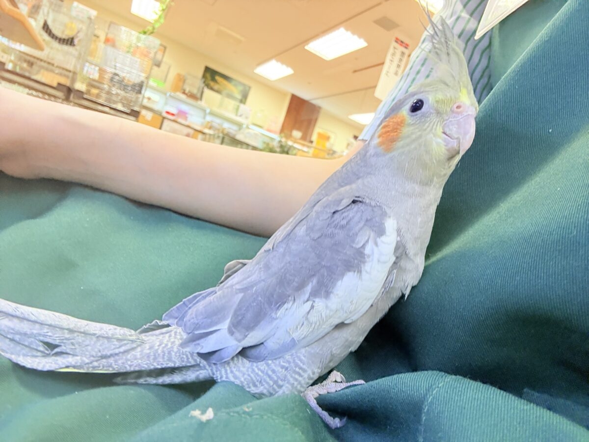 オカメインコ
