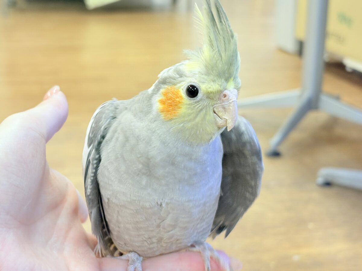 オカメインコ