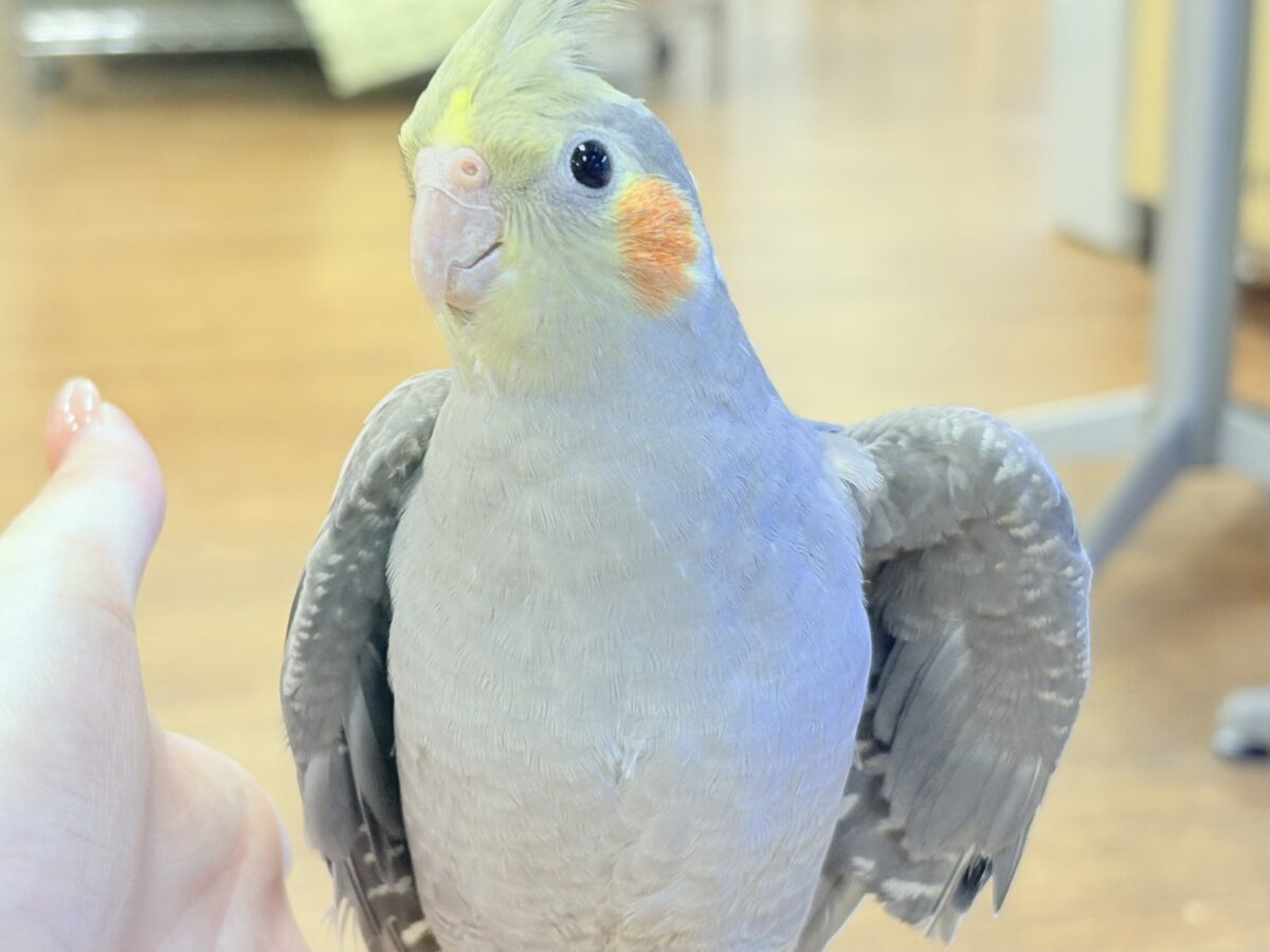 オカメインコ