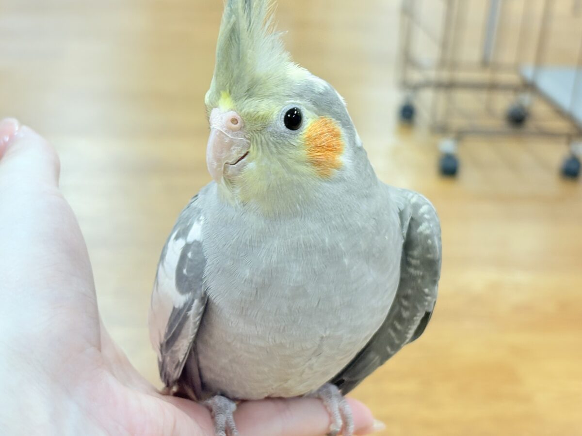 オカメインコ