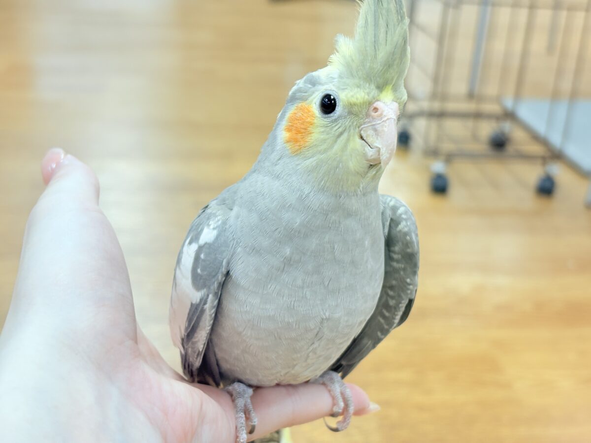 オカメインコ