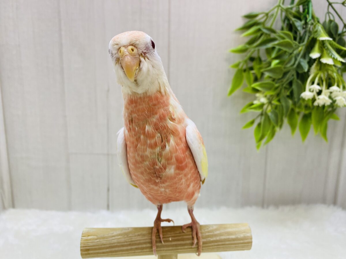 アキクサインコ（秋草インコ）