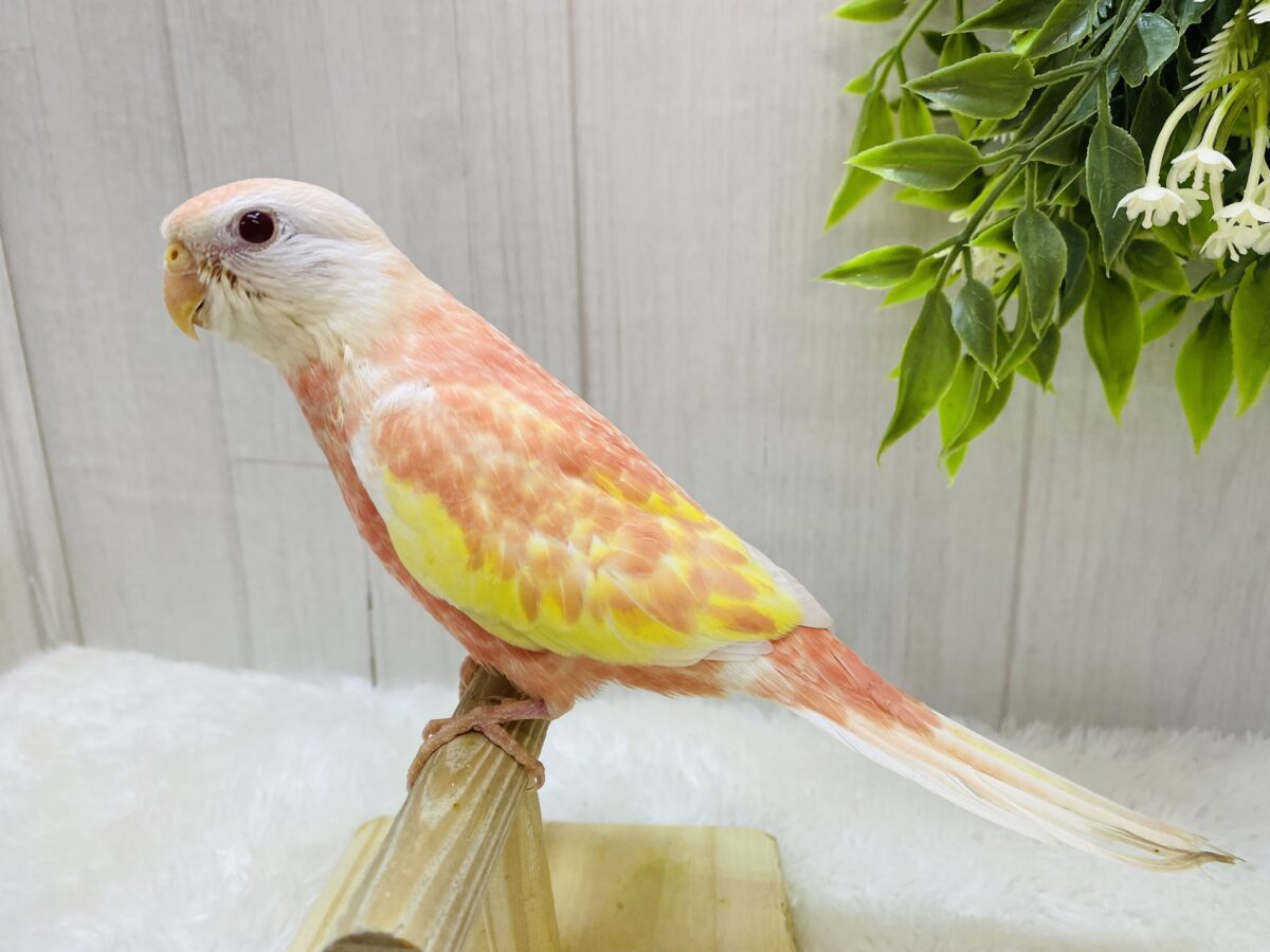 アキクサインコ（秋草インコ）