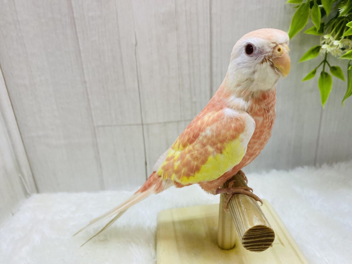 最新画像有ります❗️ふんわり色づく小鳥ちゃん🩷💛アキクサインコ(ルビノー) アキクサインコ(秋草インコ)