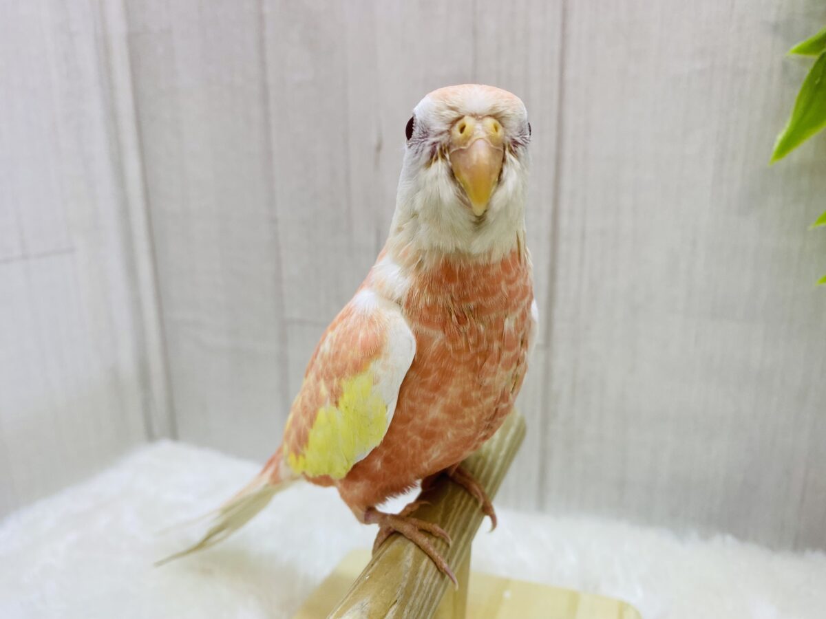 アキクサインコ（秋草インコ）