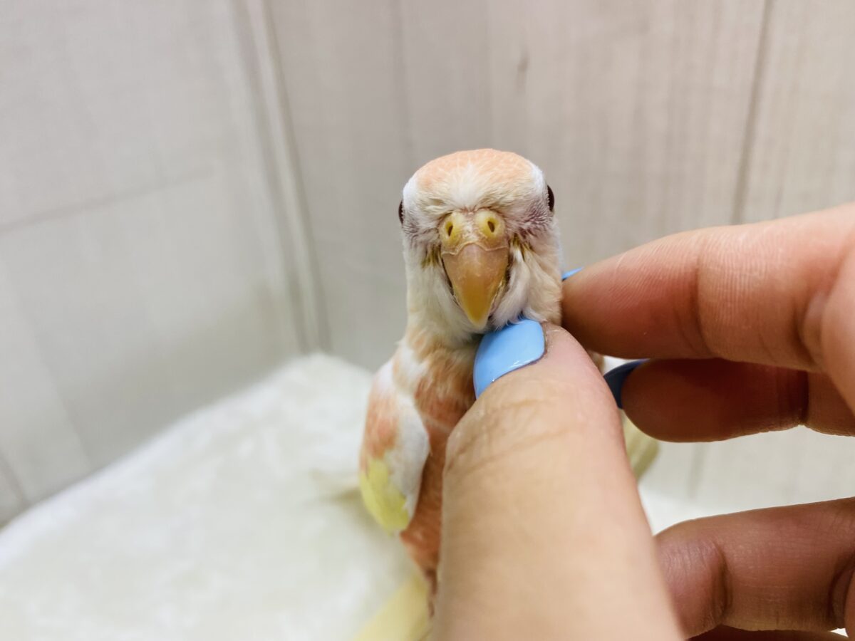 アキクサインコ（秋草インコ）