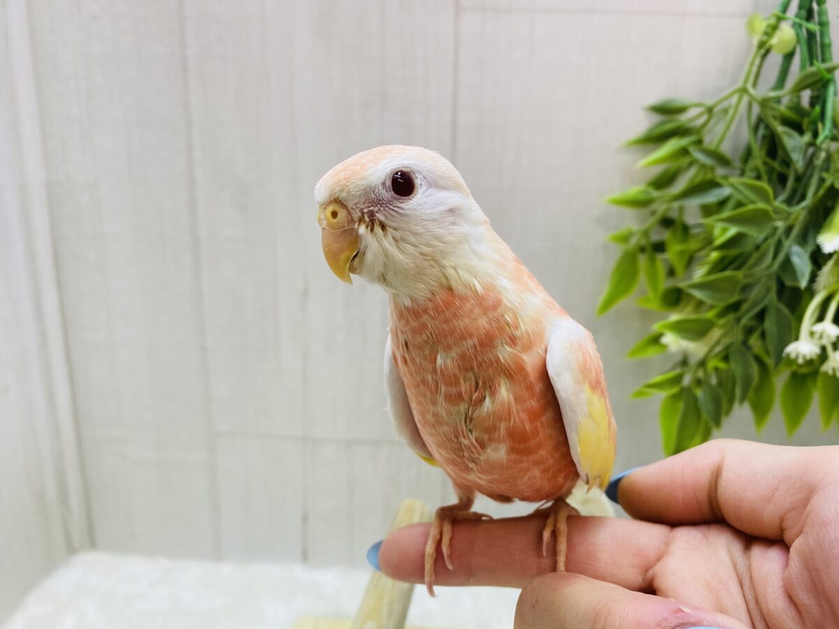 アキクサインコ（秋草インコ）