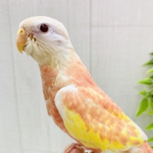 最新画像有ります❗️ふんわり色づく小鳥ちゃん🩷💛アキクサインコ（ルビノー）