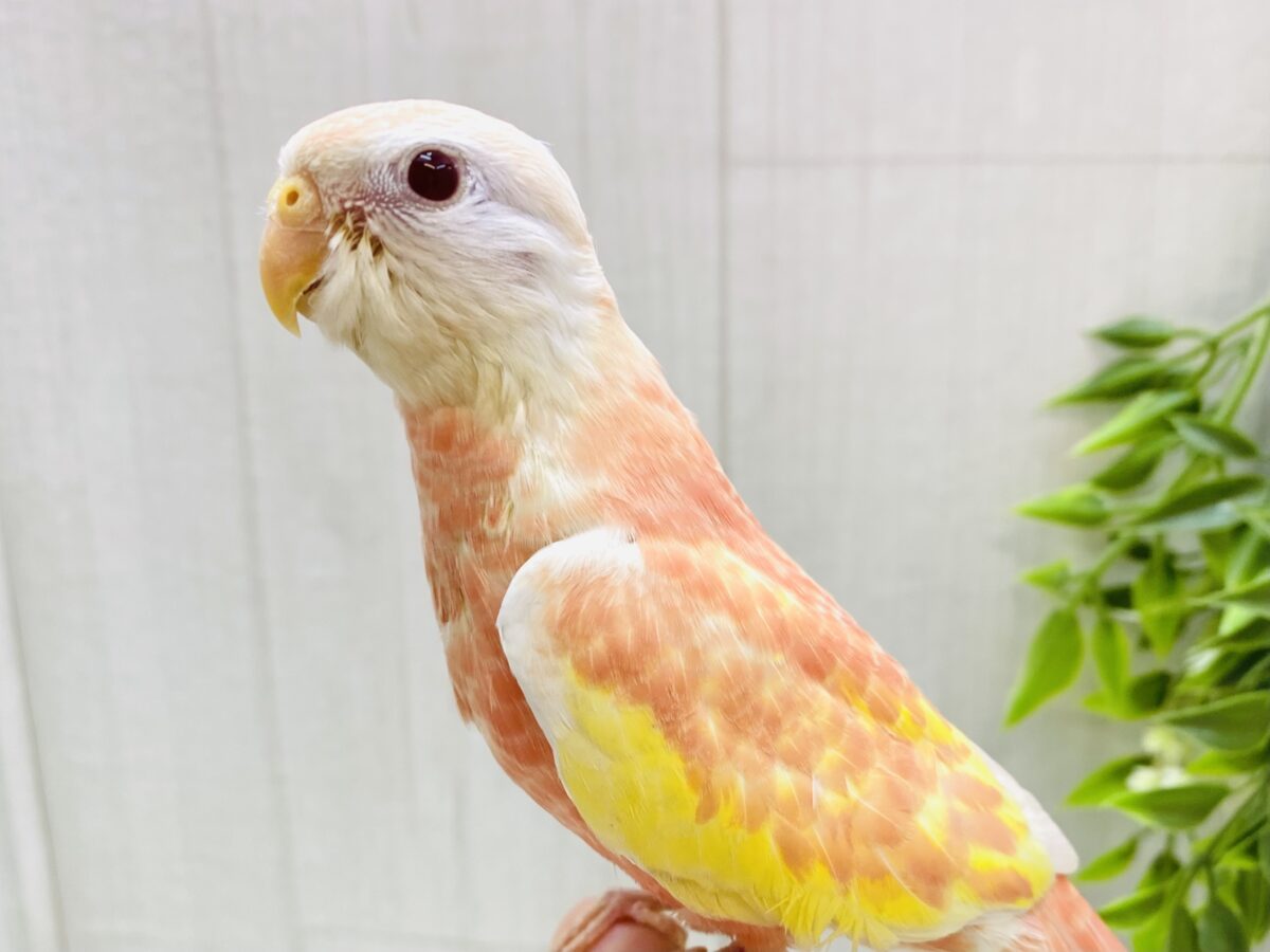最新画像有ります❗️ふんわり色づく小鳥ちゃん🩷💛アキクサインコ（ルビノー）