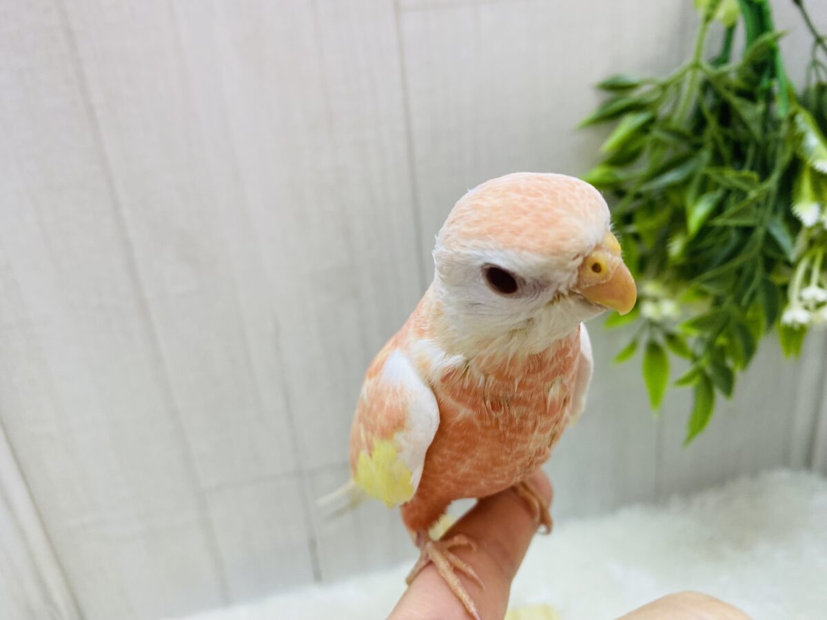 アキクサインコ（秋草インコ）
