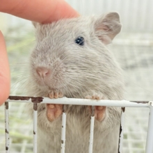 個性派カラーとかわいいお顔立ち💕💕💕デグー(シルバー)