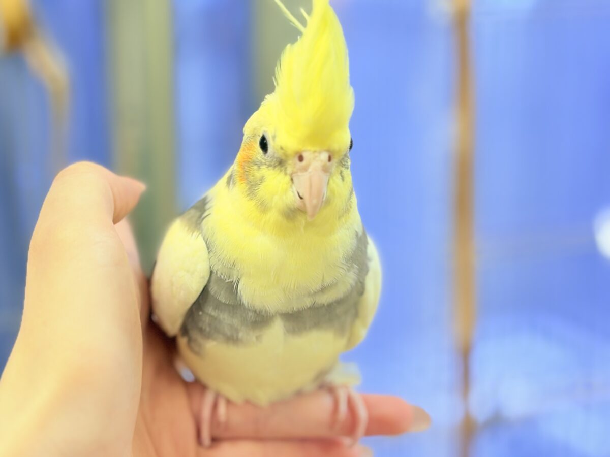 オカメインコ