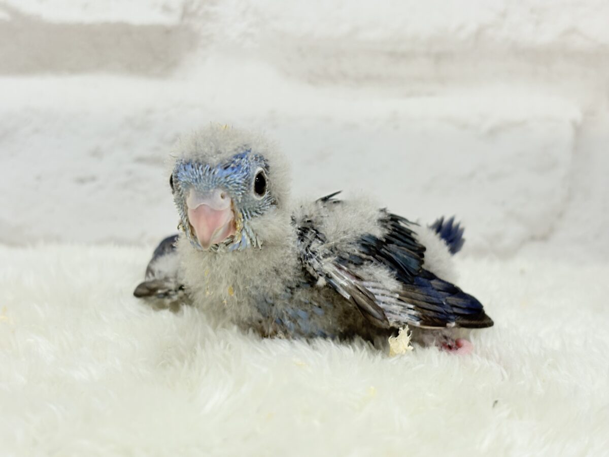 サザナミインコ