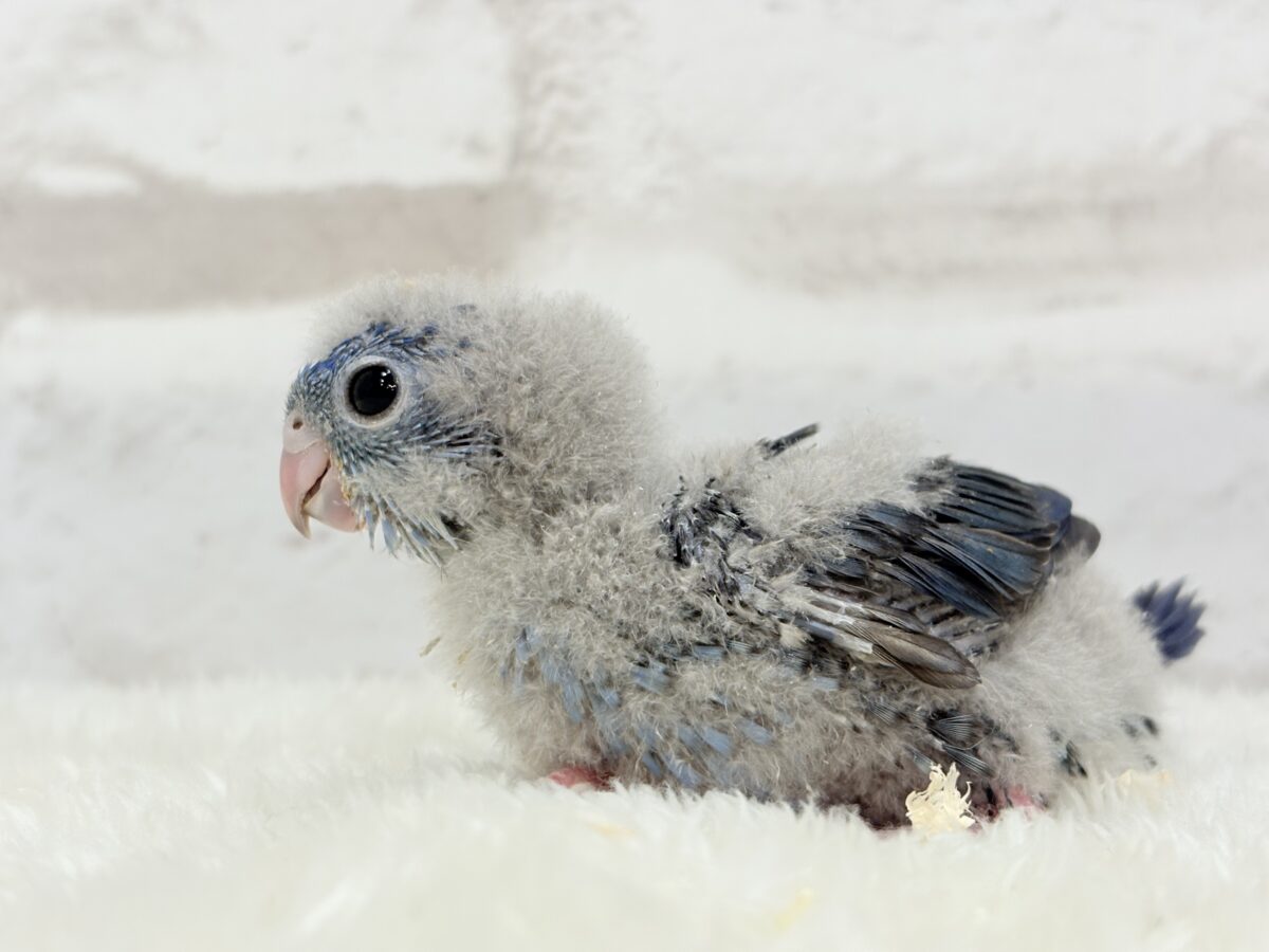 サザナミインコ