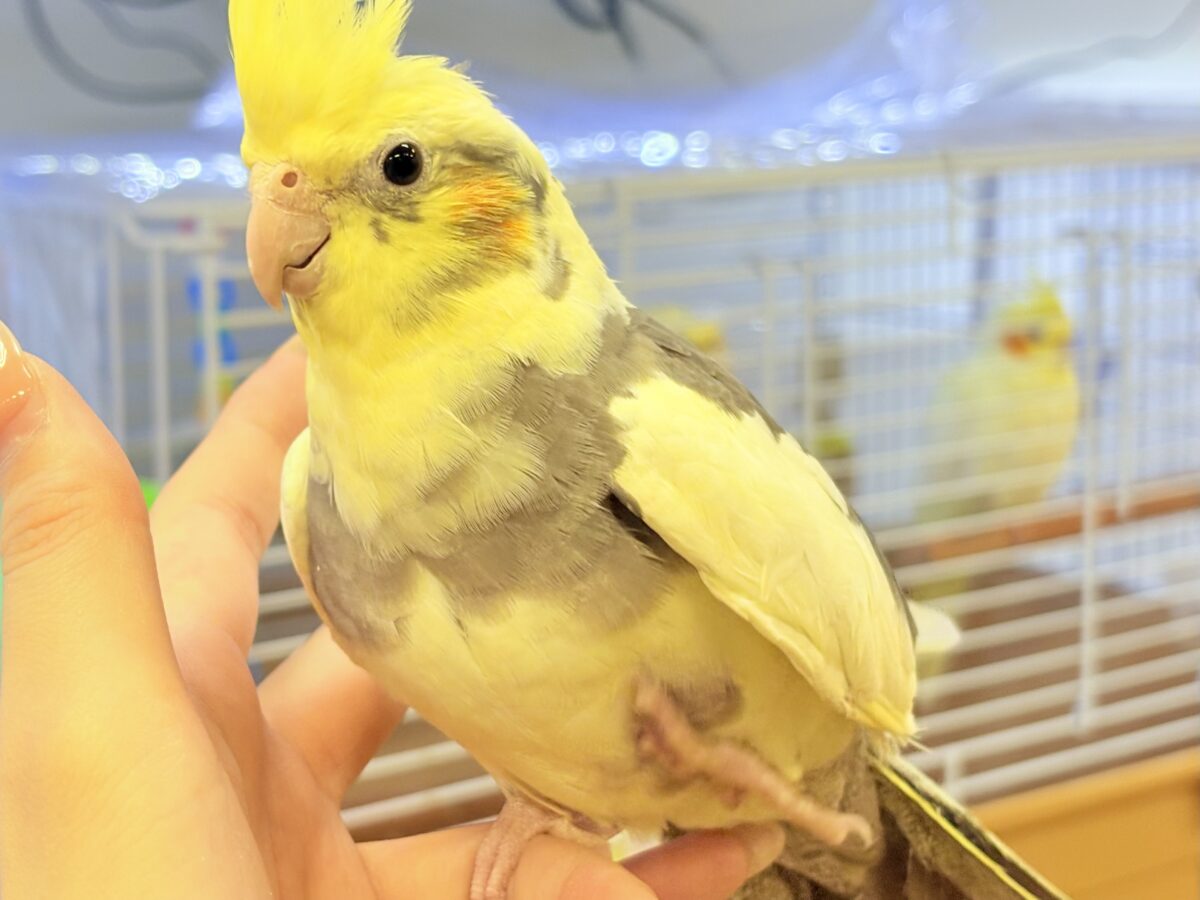 オカメインコ