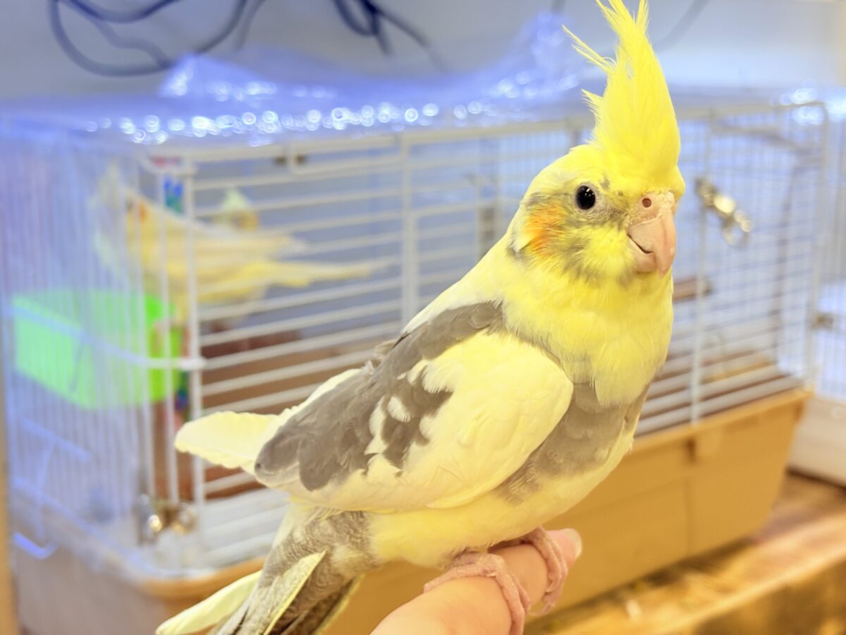 オカメインコ