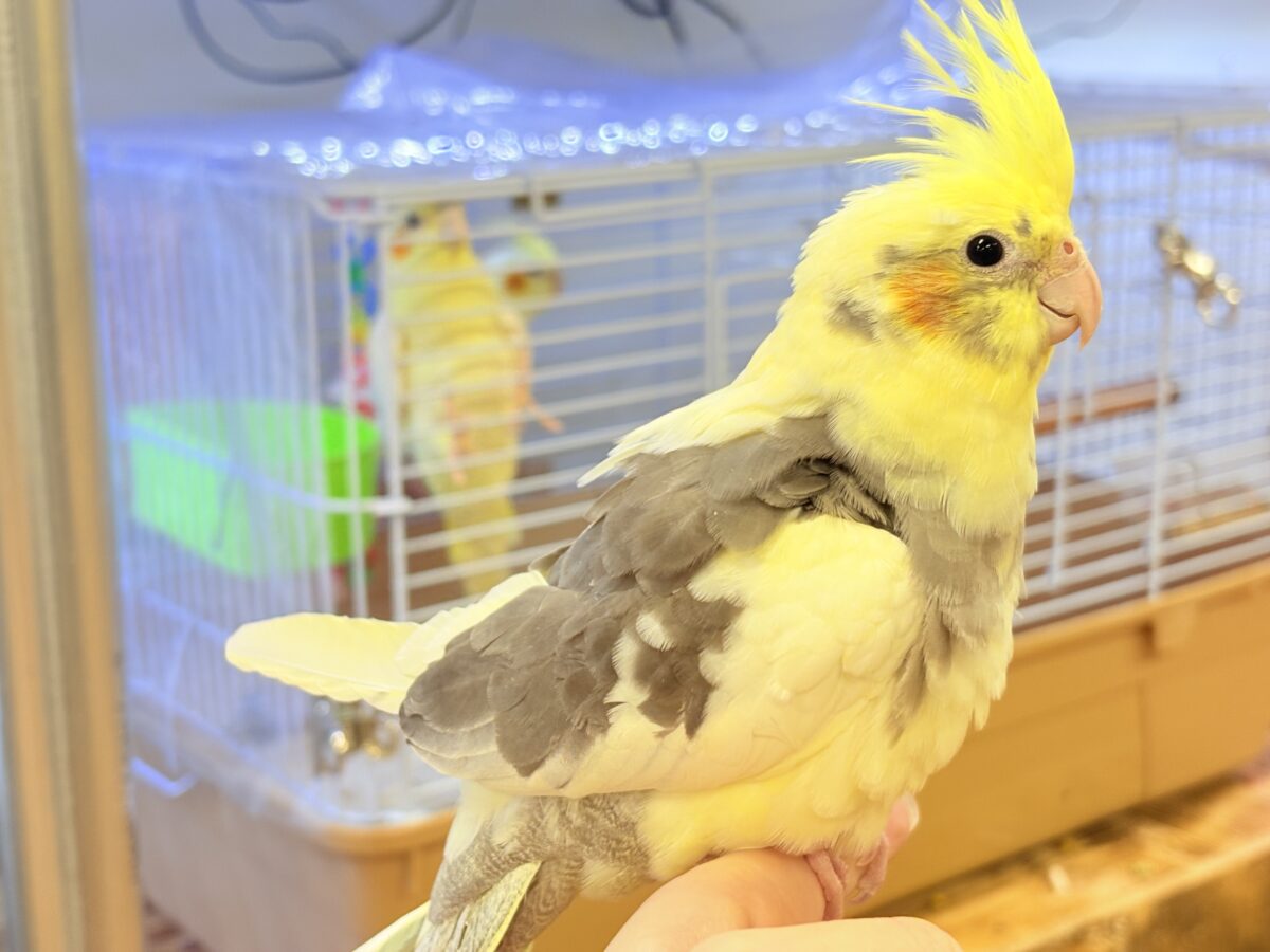 オカメインコ