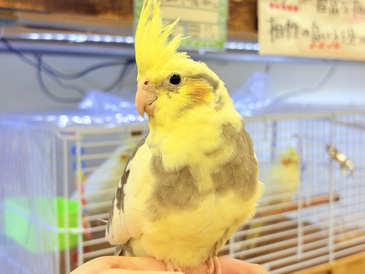 オカメインコ