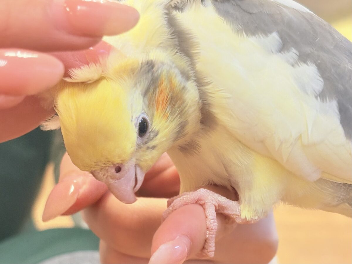 オカメインコ