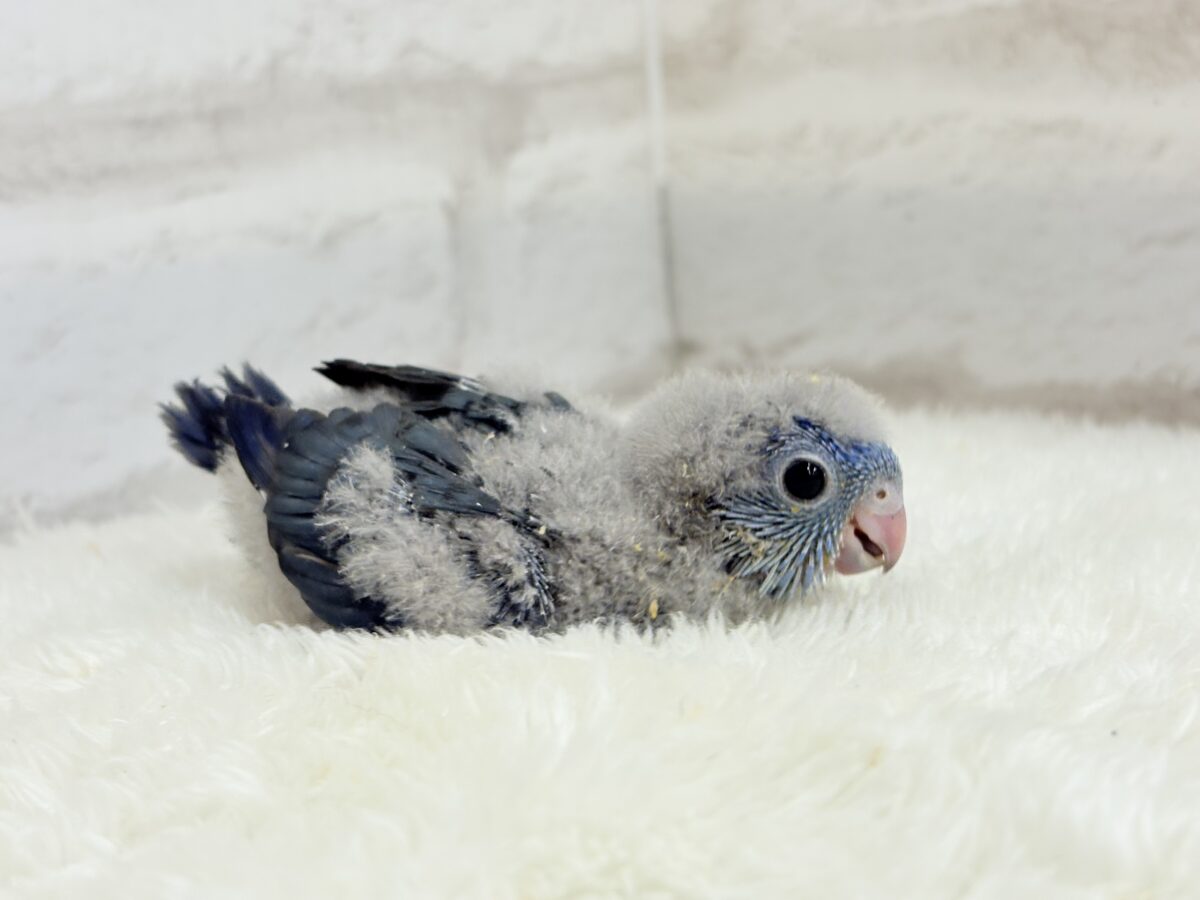 サザナミインコ